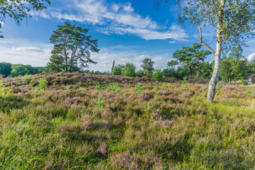 Obraz premium heather landscape with a birch tree