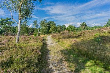 Obraz premium beautiful moorland road landscape