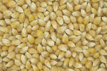 Background crated by yellow corn group