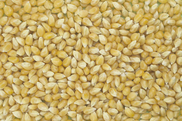 Background crated by yellow corn group