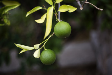 Organic tangerine tree in Ivan Dolac village, Hvar island - Croatia