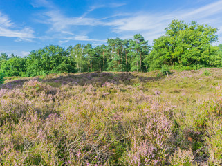 Fototapeta na wymiar heather landscape with forest background