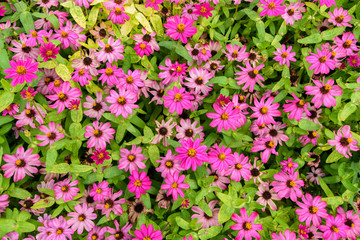 Obraz premium Pink flowers with green leaves for background texture.