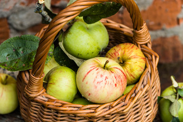 Organic apples. Fresh  in nature