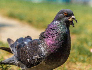 Pigeon eating in the park during the day