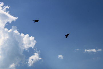 Aigles