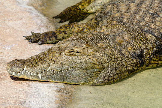 The alligator resting in the hot sun