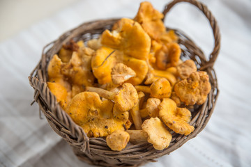 Eierschwammerl, Pfifferlinge 