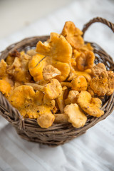 Eierschwammerl, Pfifferlinge 