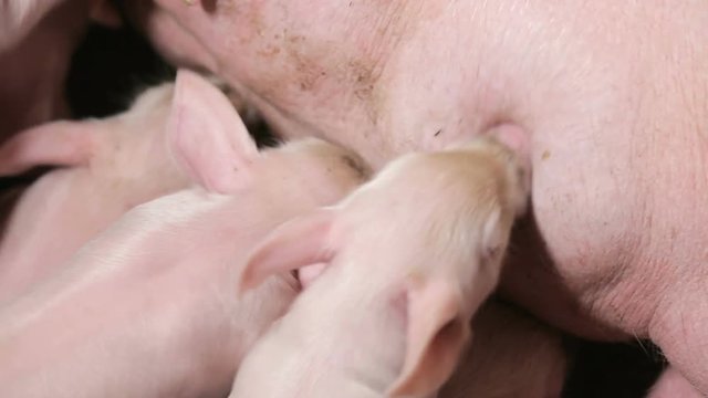 Newborn piglet Sucking milk from a mother pig and sleep. Close-up view.