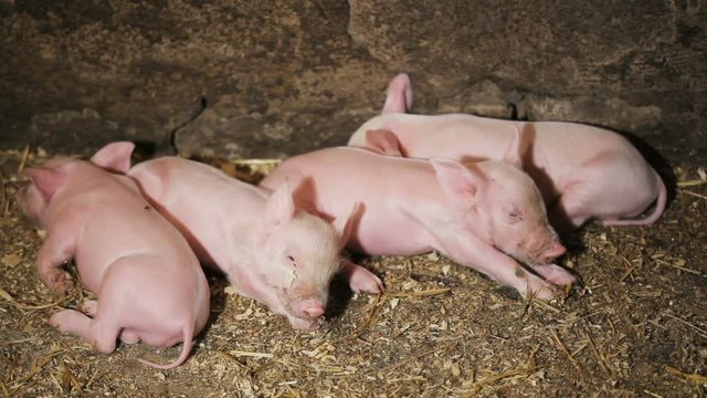 Four young pigs sleeping in a pen after eating