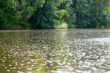 raindrops on surface of pond in summer © vvoe