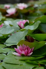 WATER LILIES
A Detail of Blooming water lilies