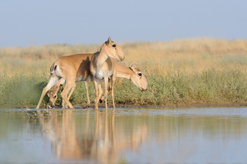 Three Saiga antelopes near the watering place in the morning