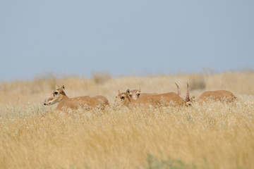 Wild Saiga antelopes in Kalmykia steppe