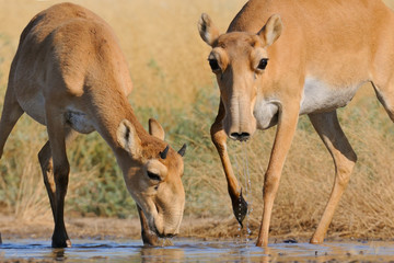 Fototapeta premium Wild Saiga antelopes at the watering place in the morning