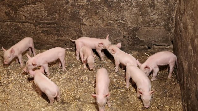 Young pigs moving in a pen after eating