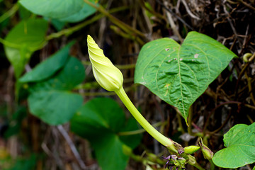 young white flower in nature