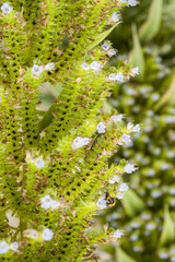flourish plant detail