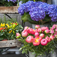 Purple Hydrangea flower (Hydrangea macrophylla) in a garden