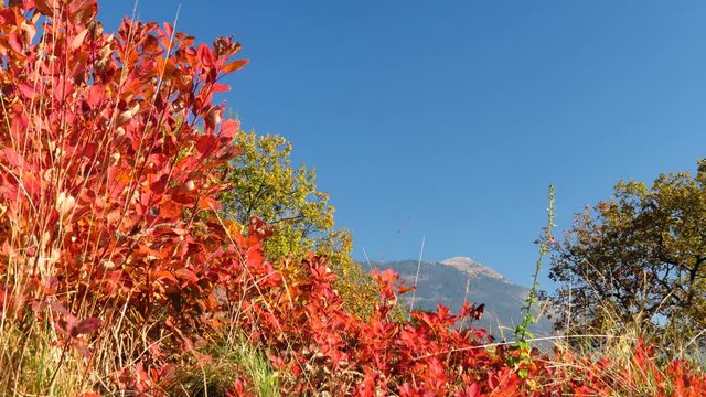 Smoke tree bushes in sunny autumn dat, time lapse, 4k UHD