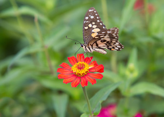Fototapeta na wymiar Beautiful butterfly with brightly colored flower