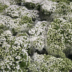Beautiful gypsophila flower composition