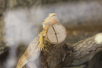 bearded dragon