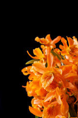 Fototapeta na wymiar orange dendrobium orchid flowers