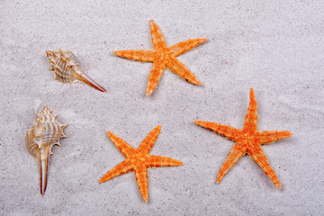 Orange starfishes and two shells on a sand