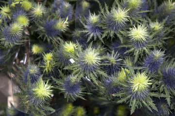 Eryngium planum Blue Sea Holly