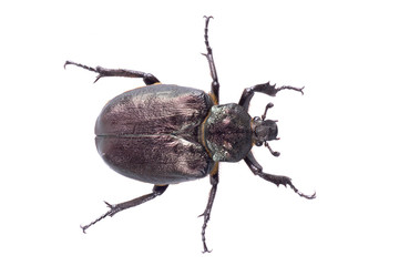 Black bug with yellow dots on a white background