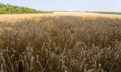 Naklejka premium Field with ripe ears of wheat