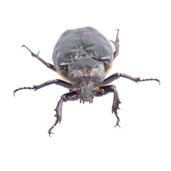 Black bug with yellow dots on a white background