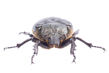 Black bug with yellow dots on a white background