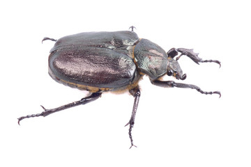 Black bug with yellow dots on a white background