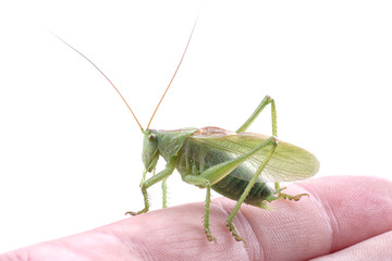 Green grasshopper on hand on a white background