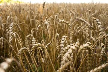 Field with ripe ears of wheat