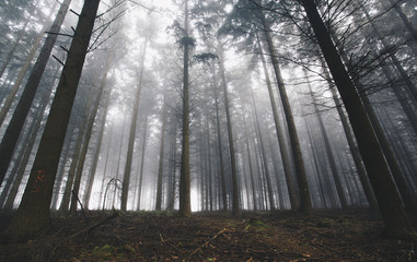 Bäume im Nebel