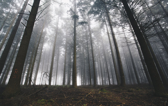 Fototapeta Bäume im Nebel