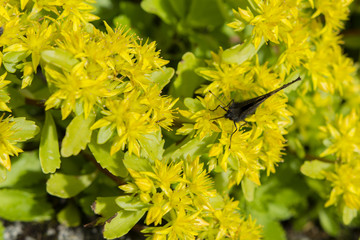 Butterfly small tortoiseshell on yellow flowers.