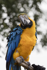 ara ararauna parrot on its perch