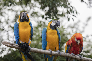 ara ararauna and macaw parrot on its perch