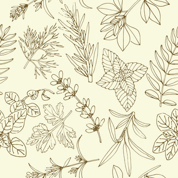 Herbs seamless pattern
