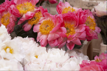 Freshly picked bouquet of peony flowers on display at the farmers market