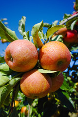 Ripe pink organic apples on the tree