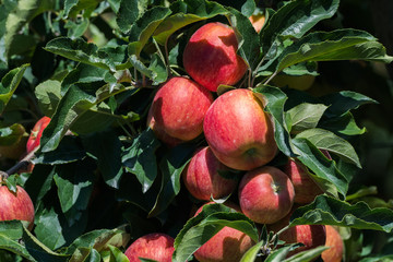 Ripe red organic apples on the tree