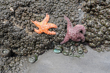 Orange and Red Star Fish