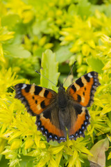 Obraz premium Butterfly small tortoiseshell on yellow flowers.