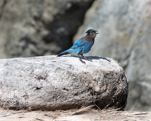 Stellar's Jay on a Log